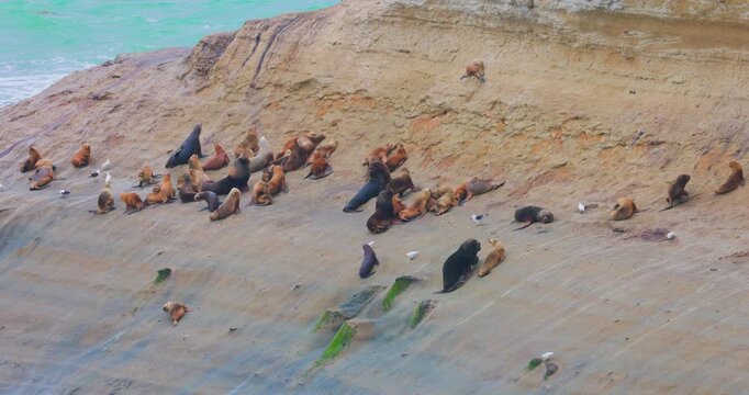 4K video; Group of South American Fur Seals (Arctocephalus australis) on rocks, Monte Leon National Park, Argentina
