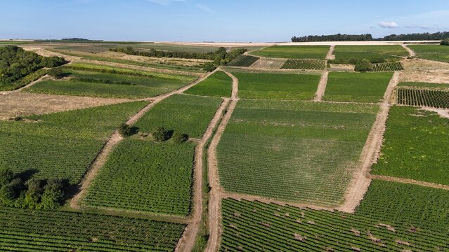 Weinberg bei Bubenheim in Rheinhessen