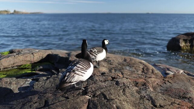 Two barnacle geese standing on coastal rocks beside calm sea water creating a peaceful wildlife scene with a natural maritime landscape