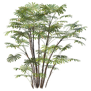 Lady palm plant isolated on white background. Tropical Rhapis excelsa shrub for interior design.
