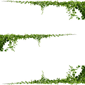 Green ivy vines hanging on white background. Climbing plant foliage border for design.