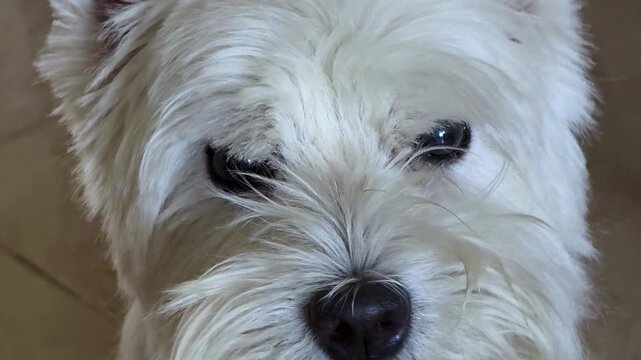 Close up portrait of West Highland White Terrier dog listening to owner and funny head tilt movement, cute pet reaction video