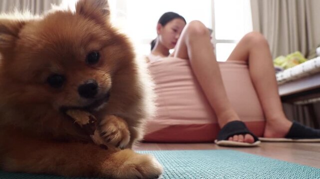 家のリビングで遊んでいる可愛いポメラニアンの子犬の姿とスマホを見る子供の様子