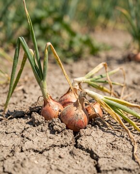 Drought Damaging Onion Crop in Agricultural Field
