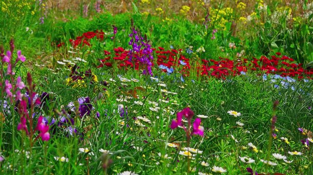 White cabbage butterfly flying and fluttering over a colorful blooming flower bed in spring

