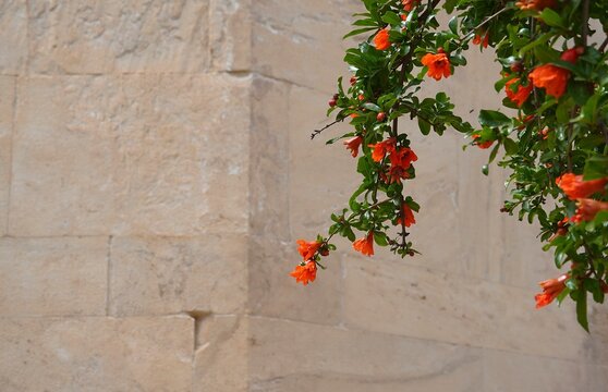 Pomegranate, or Punica granatum tree branches with flowers in front of an ancient wall, in Athens, Greece