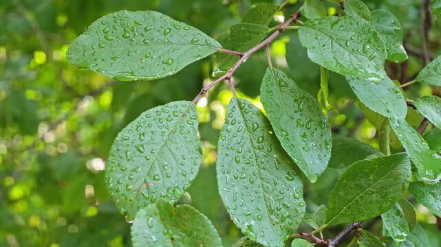 Fresh green salix caprea goat willow leaves covered in glistening clear rain drops after a heavy summer downpour, concept of environmental ecology, woodland freshness and organic nature texture