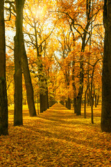 Obraz premium Vertical photo of an autumn park; the golden season of falling leaves on a park avenue.