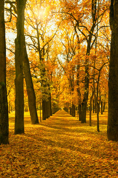 Vertical photo of an autumn park; the golden season of falling leaves on a park avenue.