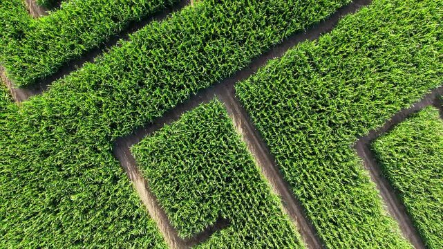 Aerial straight flight over corn maze patterns