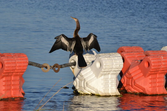 anhinga bird