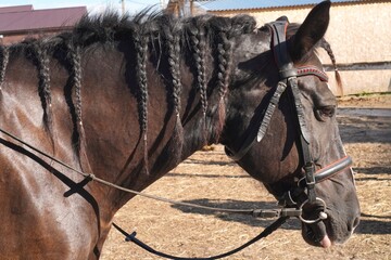 Close-up of a dark horse with a neatly braided mane standing in a sunlit paddock. The horse wears a bridle. The image highlights grooming and care in equestrian settings © Irina