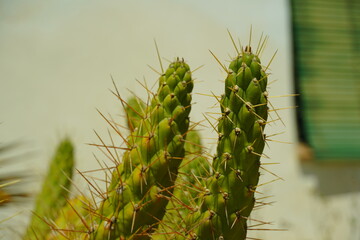Fototapeta premium cactus 