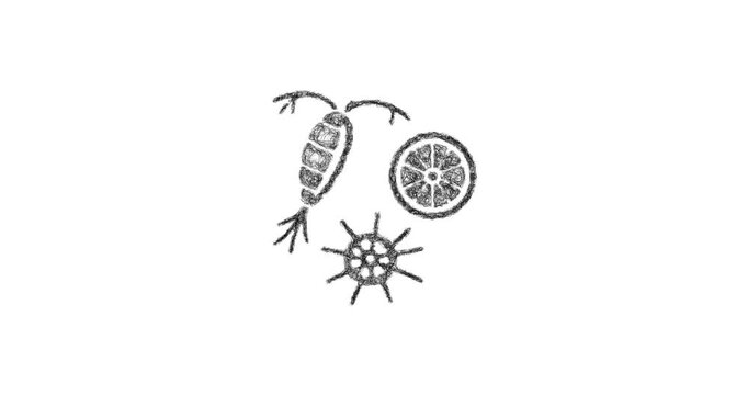 Sketch plankton icon animation - smooth progressive reveal