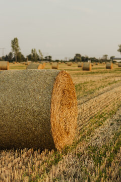 Round hay bales rest in a golden harvested field under a soft evening sky, with rural farmland and power lines stretching to the horizon.