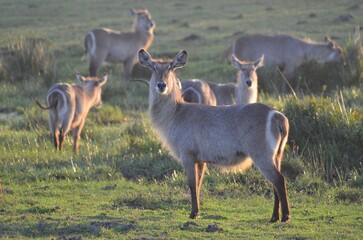 Female Waterbuck in the Coastal Grasslands of Cape Vidal, iSimangaliso Wetland Park © Michael