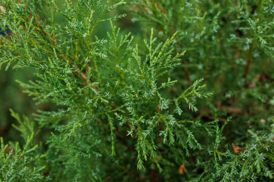 Fresh green juniper foliage close up