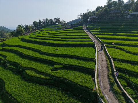 Aerial view of Cisalada Rice Terrace with lush green rice paddies, a narrow paved path winding through the fields, and surrounding hills in Pamijahan, West Java, Indonesia.