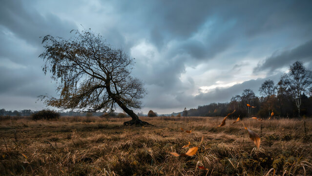 A solitary bare tree stands in a vast, dry grassy field under a dramatic, cloudy, grey sky during a windy autumn day in the countryside
