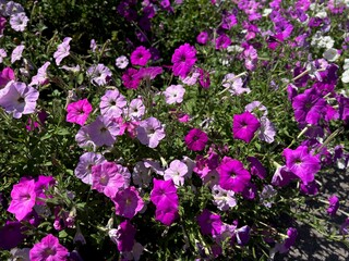 Fototapeta premium Colorful pink and purple petunia flowers blooming in summer garden