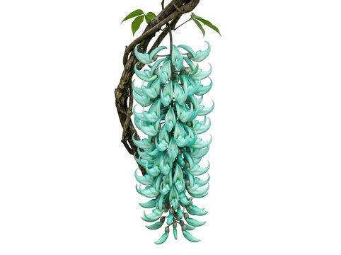 Beautiful jade vine flower hanging from a woody stem with turquoise petals in a tropical garden setting isolated on transparent background