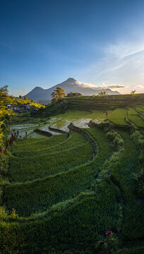 Aerial view of Selotapak rice terraces with lush green paddies and a mountain in the background at sunrise in Trawas, East Java, Indonesia.