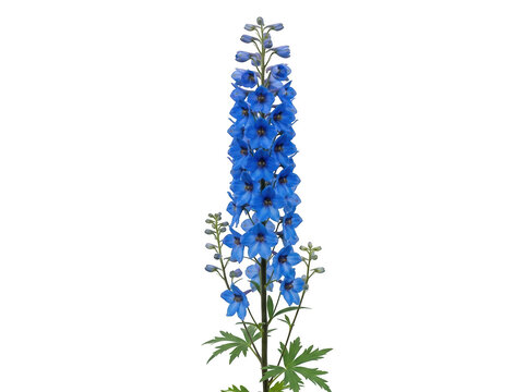 Beautiful tall blue delphinium flower stalk blooming in a garden isolated on transparent background