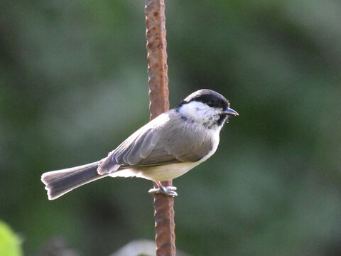 coal titi on a metal pole