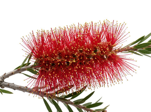 Bright red bottlebrush flower blooming on a green branch close up isolated on transparent background