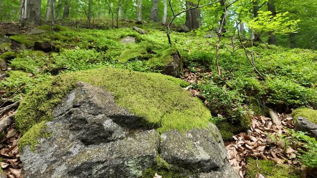 anning shot of a large moss-covered rock in a lush green forest