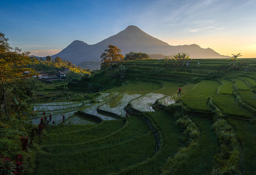 Aerial view of Selotapak rice terraces with lush green paddies, reflecting water, and a majestic mountain peak under a soft golden sunrise light in Trawas, East Java, Indonesia.