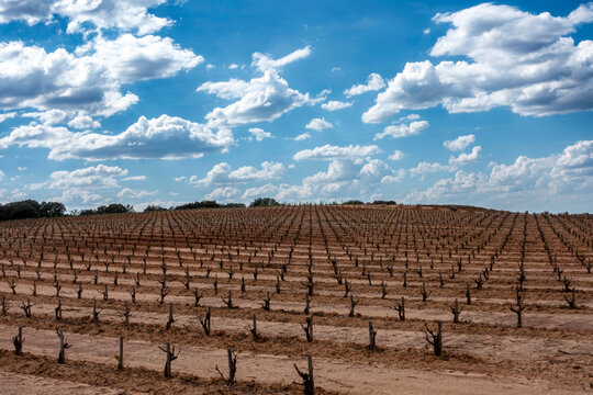 Vineyard rows in the Ribera del Duero wine region near San Esteban de Gormaz, Soria, Castilla y Leon, Espana