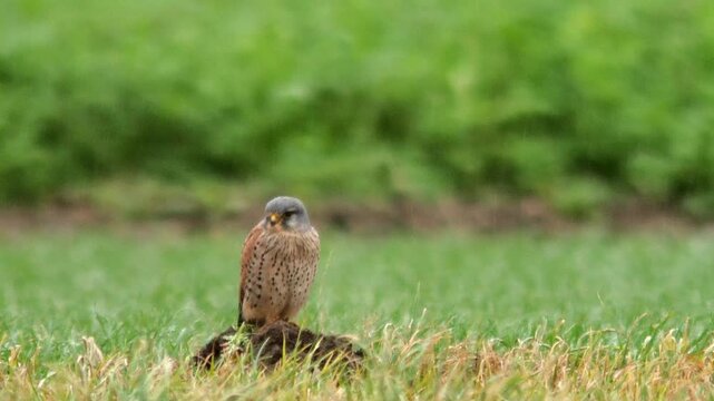 Common Kestrel Male Watching Surroundings in Winter Meadow, Wildlife Bird of Prey Showing Hunting Behavior in 4K Morning Light