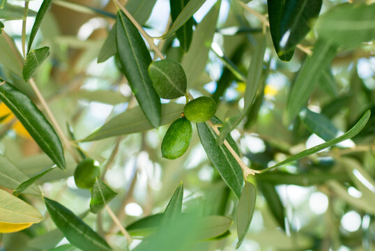 Green olives on the branches, olive trees garden close up