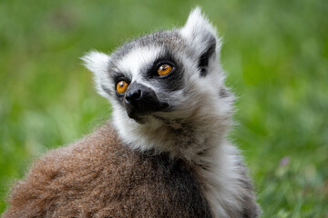 Fototapeta premium ring tailed lemur