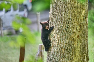 Black bear cub looking for mother  © Paul