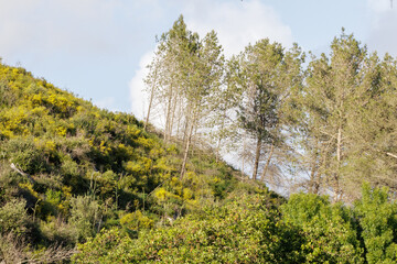 Fototapeta premium Hillside covered in green bushes with pine trees