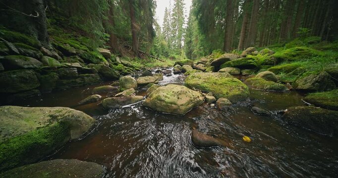 Crystal clear forest stream flowing through a lush moss-covered woodland surrounded by evergreen trees and ferns. Peaceful static nature scene with pristine freshwater, ideal for travel and relaxation