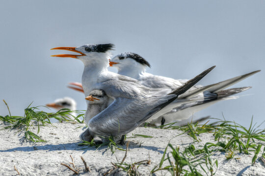 Royal Tern protecting its baby from seagulls and sun