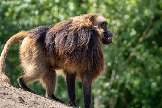 Gelada monkey