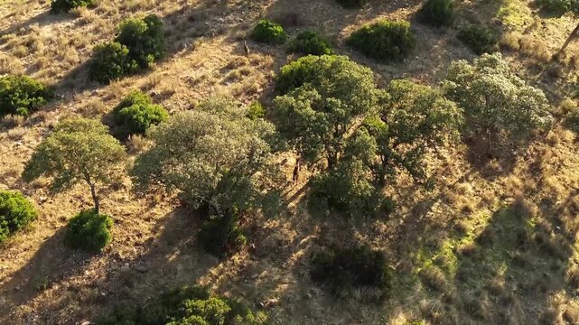 ild red deer running across Mediterranean landscape, aerial drone footage