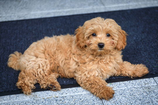 Maltipoo puppy lying on the garden  tarrace