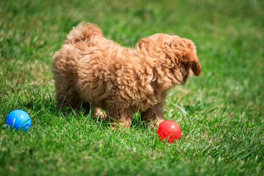 Maltipoo puppy playing on green grass in a sunny summer garden