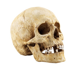 Human skull anatomy isolated on transparent background © Photo Find