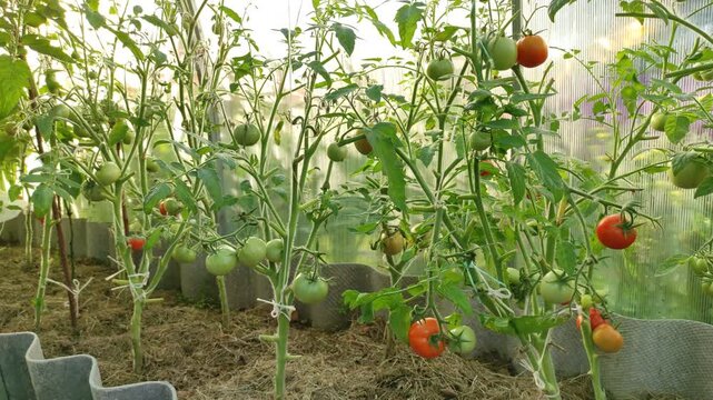 Tomatoes in a greenhouse