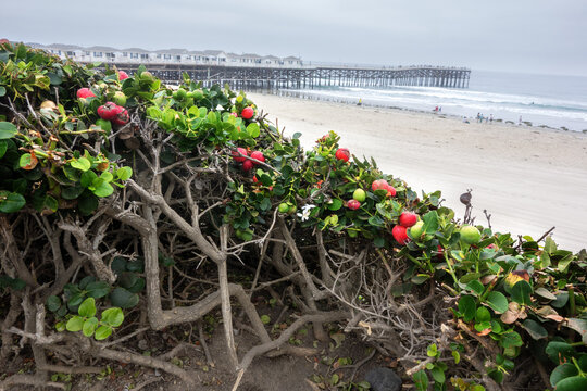 Natal plum shrubs with red fruits overlook a sandy beach and a long wooden ocean Crystal pier under overcast skies, San Diego, CA