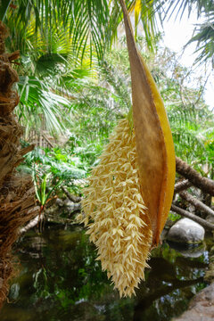 Pygmy Date Palm, Phoenix roebelenii, inflorescence hanging from a protective woody spathe in a lush tropical garden setting over a stream, San Diego, CA