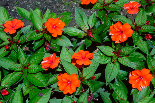 Bright orange New Guinea impatiens flowers with vibrant green leaves blooming beautifully in a sunny garden bed