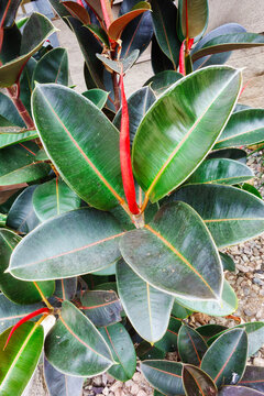 Burgundy Rubber Tree or Ficus Elastica featuring thick glossy dark green leaves with prominent pink veins and vibrant red new growth sheaths, San Diego, CA