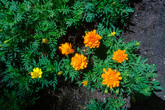 Bright orange and yellow marigold flowers blooming in a lush green garden bed on dark fertile soil